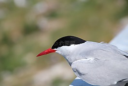 海鷗,鳥(niǎo)類,海