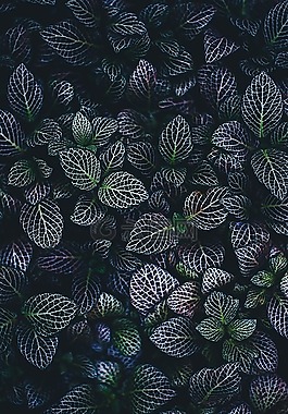 葉子,自然,植物