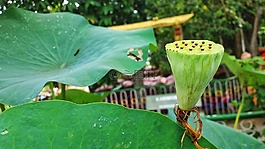 二森,莲花,荷花