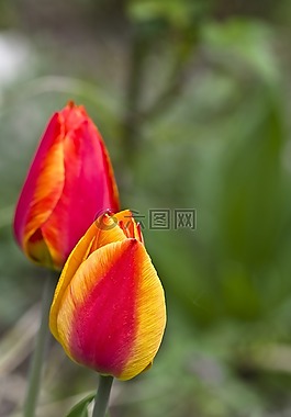 郁金香,春天,開花