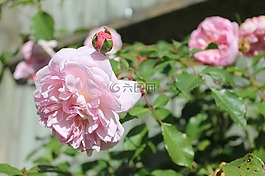 粉色玫瑰,玫瑰布什,春