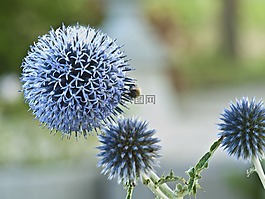 薊,藍色,刺