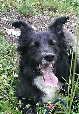 邊境牧羊犬,狗,寵物