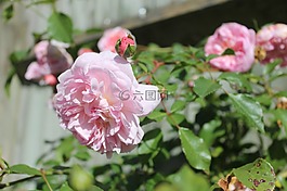 粉色玫瑰,玫瑰布什,春