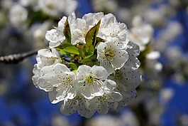 樱桃,花,开花