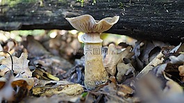 海綿,林,野生蘑菇