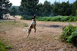 性質(zhì),迫擊炮彈,在戶(hù)外