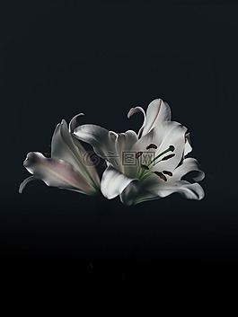花,自然,開花