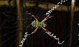宏,昆蟲,web