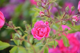 粉色,灌木,粉紅色的花朵