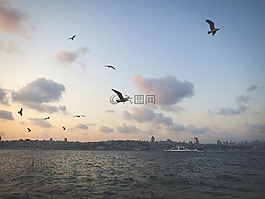 海鷗,鳥,天空