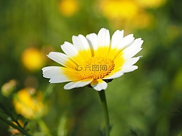皇冠万寿菊,鲜花,花