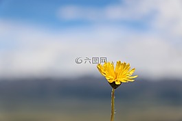 西藏,唐古拉山,草原野花