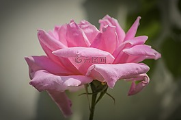 玫瑰,粉色,夏天花