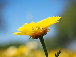 皇冠黄菊族,花,开花
