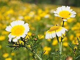 皇冠黃菊族,glebionis coronarian,復合材料