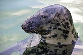 灰海豹,塔林动物园,halichoerus grypus