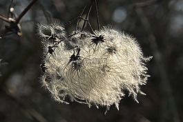 开花,起毛,光