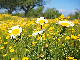 皇冠黃菊族,glebionis coronarian,復合材料