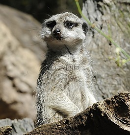 野生動物,哺乳動物,自然