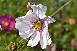 開花,花,廠