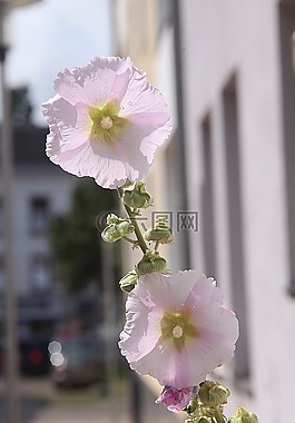 股價上漲,粉紅色,夏季
