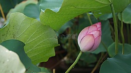 綠色,荷花,蓮葉