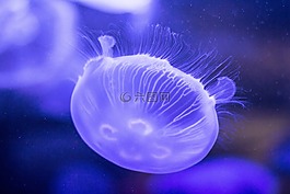 海蜇,水下,深