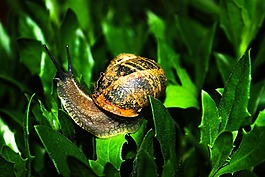 蝸牛,動物,性質(zhì)