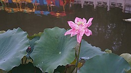 荷花,蓮葉,花