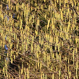 鲜花,桦木,森林