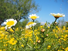 皇冠黃菊族,glebionis coronarian,復合材料