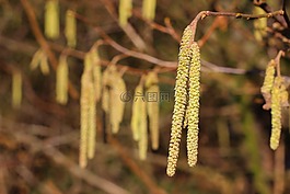 鲜花,桦木,森林