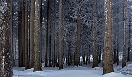 雪,冬天,木
