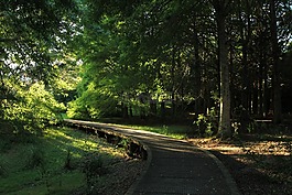 森林,走道,公園