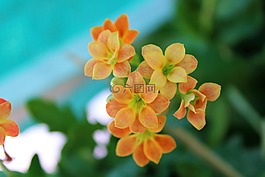 花,自然,植物區(qū)系