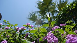 花,紫,紫色的小花