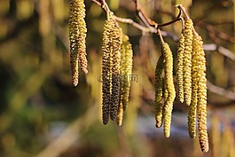 鲜花,桦木,森林