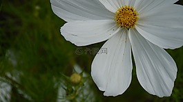 白花,性質(zhì),雛菊
