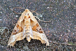 achateule,蝴蝶,noctuinae 存根 stub