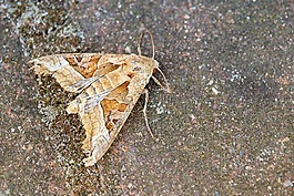 achateule,蝴蝶,noctuinae 存根 stub