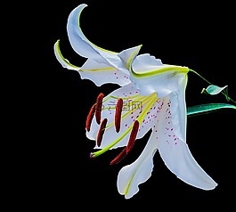 百合,開花,花