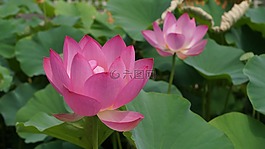 荷花,蓮葉,荷葉