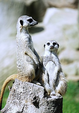 獴,suricata suricatta,meercat