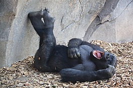 單聲道,靈長類動物,很好
