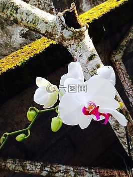 蘭花,性質(zhì),野生蘭花