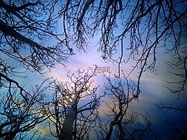 树,分支机构,天堂