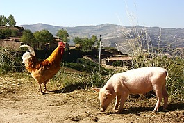 動物,農(nóng)場,豬
