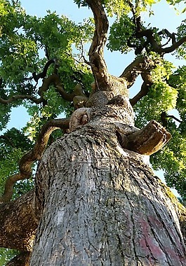 樹,性質(zhì),木材