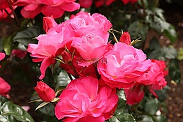 粉紅色,玫瑰,花